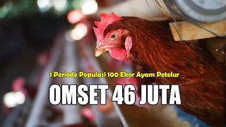 BERAPA SIH BIAYA & HASILNYA ❓❓ UNTUK 100 EKOR AYAM PETELUR.