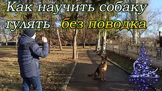 Как научить собаку гулять без поводка | Дрессировка собак