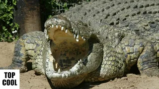 Amazing Facts About African Nile Crocodile