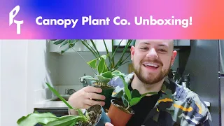 PlantTalk - Canopy Plant Co. Unboxing - Hoya Macrophylla, Philodendron Jungle Boogie, Ficus Audrey