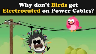 Why don't Birds get Electrocuted on Power Cables? + more videos | #aumsum #kids #education #children