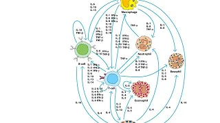 BIOL3530-Cytokines