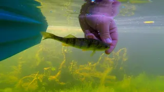 "MAZONIA MADNESS" (braidwood lake) flipping thick weeds for big bass