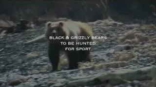 Death of a Great Bear HD Trailer