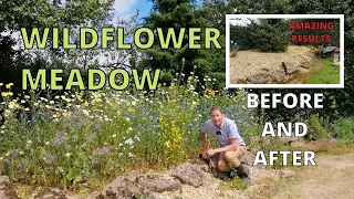 Wildflower Meadow. How to create a wildflower meadow for bees.