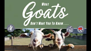 The Secret Social Lives Of Goats Explained-10 Goat Facts That Will Blow Your Mind