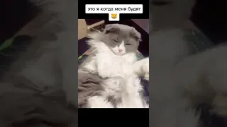 Котика  будят😂