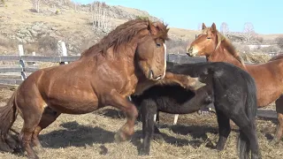 Жеребец Корунд.  Весенняя встреча с кобылами