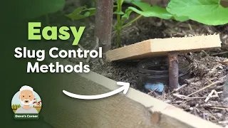 3 Easy and Natural Slug Control Methods