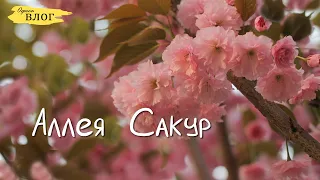 Одесса / Много клещёй! / Аллея Сакур на Крымском бульваре