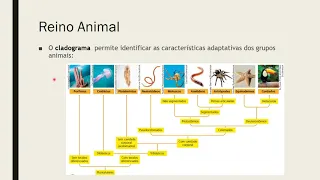 Revisão invertebrados e Introdução Cordados