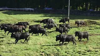 Ganadaria EG - Das Pastagens Para Os Currais - From Pastures To Corrals - Terceira Island - Azores