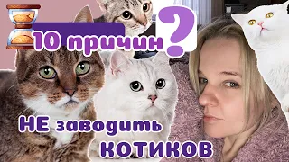 10 причин НЕ заводить КОТИКА! Популярная бестия.