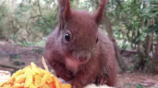 Eichhörnchen Entertainment - Möhrensalat | Squirrel Entertainment - Carrot Salad