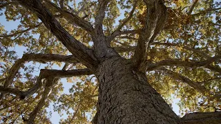 Pennsylvania forests built the nation — and nearly disappeared | Keystone Stories