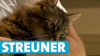 Kater findet nach 2 Jahren zu seiner Familie zurück