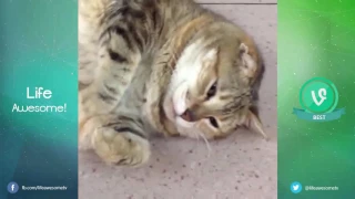 TRY NOT TO LAUGH OR GRIN Funny Cat Fails Compilation 2016 | Fat Cat So Cute