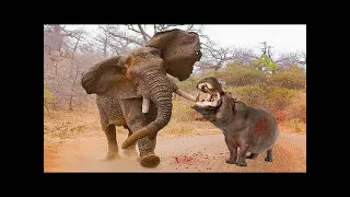 ELEPHANT vs HİPPO Real Fight ►► Rhino Wild Boar Crocodile Lion Puma Cougar Giant Anaconda Attacks