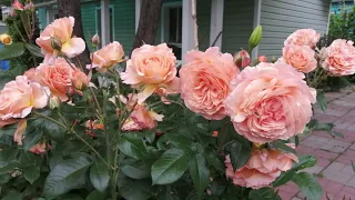 Розы в саду. Плетистая роза Rose de Tolbiac (Kordes Германия ).Роза Belvedere(Tantau Германия).
