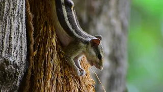 Squirrel 🐿️ eating Paddy Grains 🌾