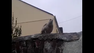 Baby Seagull needs food?