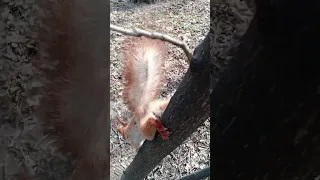 Очень, очень ловкая белка / A very, very agile squirrel