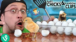 Baby Chicks & Random Clips (FV Family Oreo Escapes)