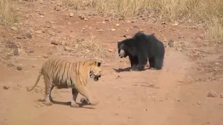 Mother Bear fights 20 wolves to protect her child, Mother's Strength is unmatched