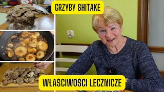 Grzyby Shitake i ich niezwykłe właściwości lecznicze - Twardnik Japoński czyli król wśród grzybów