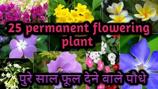 25 Permanent Flowering Plants For Summer ll पुरे साल फूल देने वाले पौधे ll Best plant for beginners