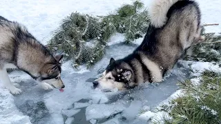 СОБАКА ПРОВАЛИЛАСЬ В ПРОРУБЬ НА КРЕЩЕНИЕ