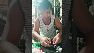 paano putulin ang pusod ng bagong labas na puppy. cutting umbilical cord of a new born puppy
