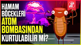 Hamam Böcekleri, Bir Nükleer Saldırıdan GERÇEKTEN Kurtulabilir mi?