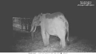 Elephants discover huge mirrors in the Gabon jungle by night. La nuit, des éléphants et un miroir