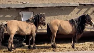 Мугалжар жылкысы/ Мугалжар айгырлар / Horses MZ