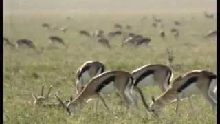 110km/h Cheetah attack gazelle