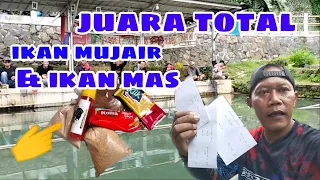 lomba mancing ikan mujair & ikan mas || juara total lagi mas broo...