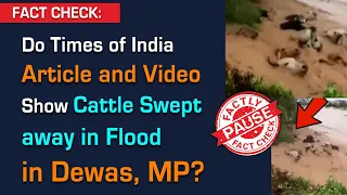 FACT CHECK: Do ToI Article and Video Show Cattle Swept away in Flood in Dewas, MP?