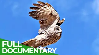 Animal Special Forces | Episode 3: On Patrol | Free Documentary Nature