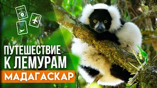 Мадагаскар. Путешествие к лемурам. Какие они - мадагаскарские лемуры?