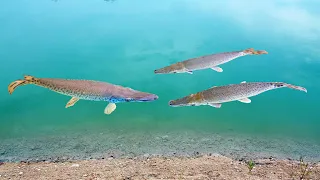 Letting My Pet Alligator Gar Go in Their Pond!