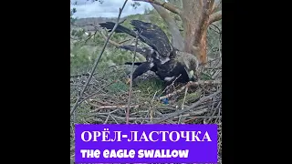 Орлиная гимнастика🐦👏🦅The Swallow Eagle☀️Алтынычи•14.04.2024