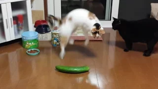 Funny Cats Scared of Random Things and Cucumbers Compilation!