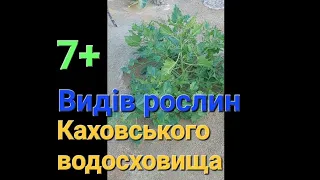 7+ Видів рослин 🌿☘️ Каховського водосховища 🍀
