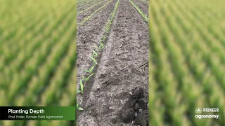 Corn Planting Depth: 5 Reasons Why it’s Important