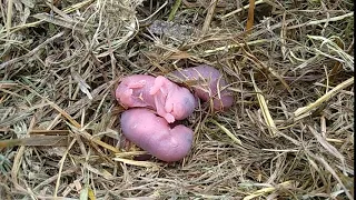 Newborn mice