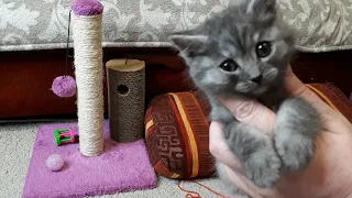 🙀Её нашли в мусорном баке. Новый питомец в семье😺