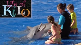 Tenerife Aqualand Costa Adeje Dolphin Show