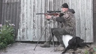 Head Shooting Rats In Daylight With The HW97K Springer And My Best Mate