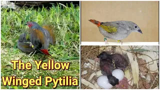 Problems & Solutions breeding difficult species: The Yellow Winged Pytilias | Finches